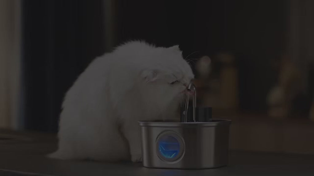 Pet water fountain
